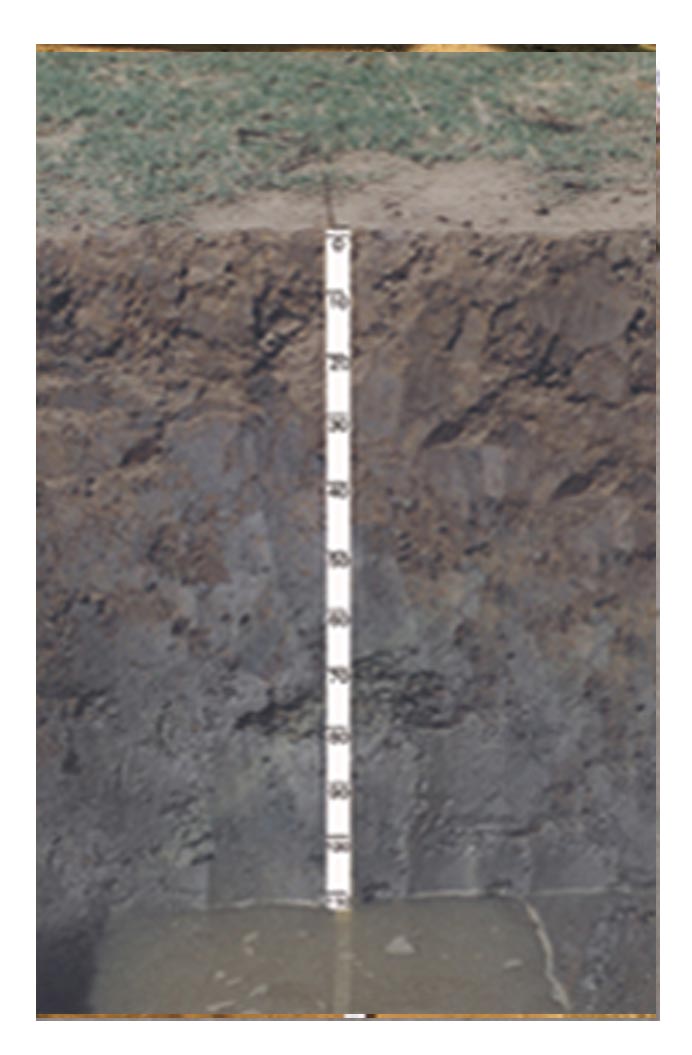 Acid Saline Soils